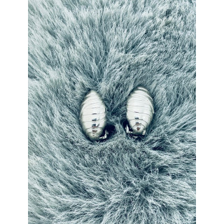 Srebrne klipsy owalne prążkowane